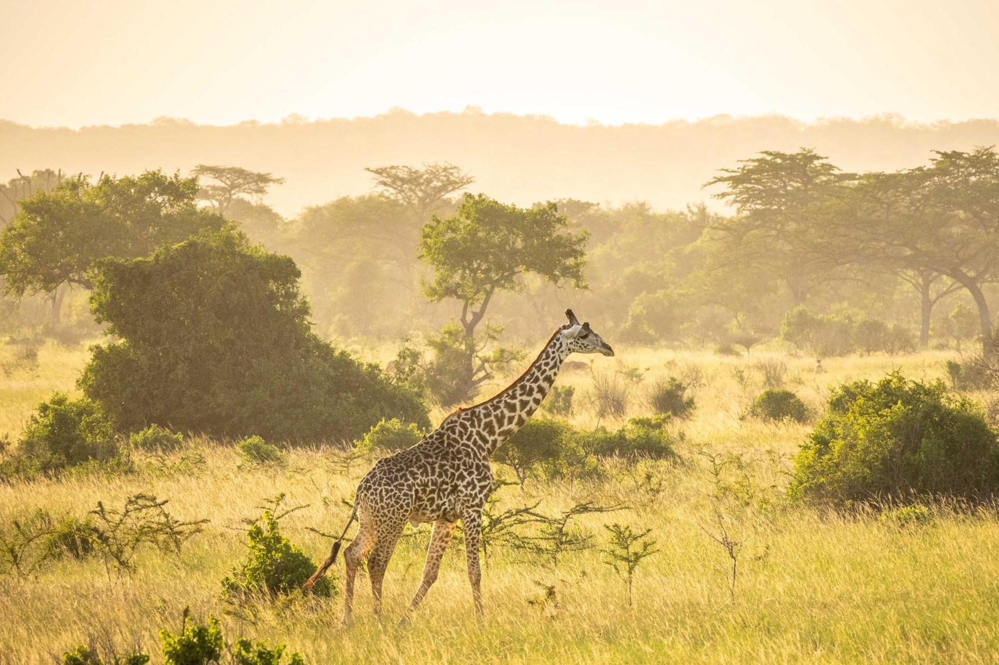 Simply Saadani Camp, A Tent With A View Safaris Mkwaja Екстер'єр фото